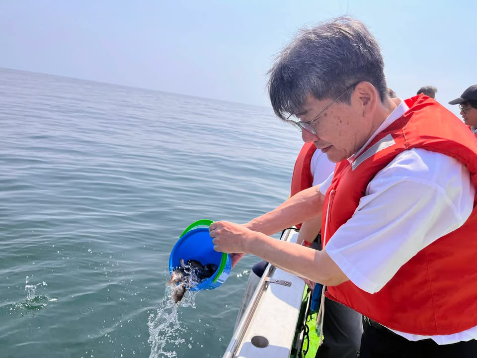 第33回小田原みなとまつりで真鯛の稚魚を海へ放流する様子