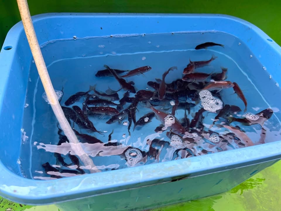 小田原みなとまつりで放流する真鯛の稚魚